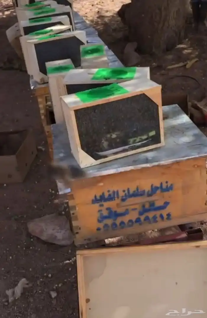 عسل طلح حائل جديد وطبيعي 1