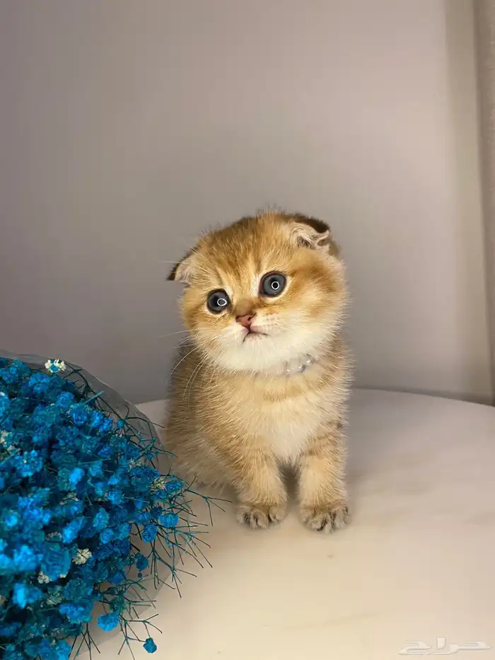 قطط سكوتش للبيع 1