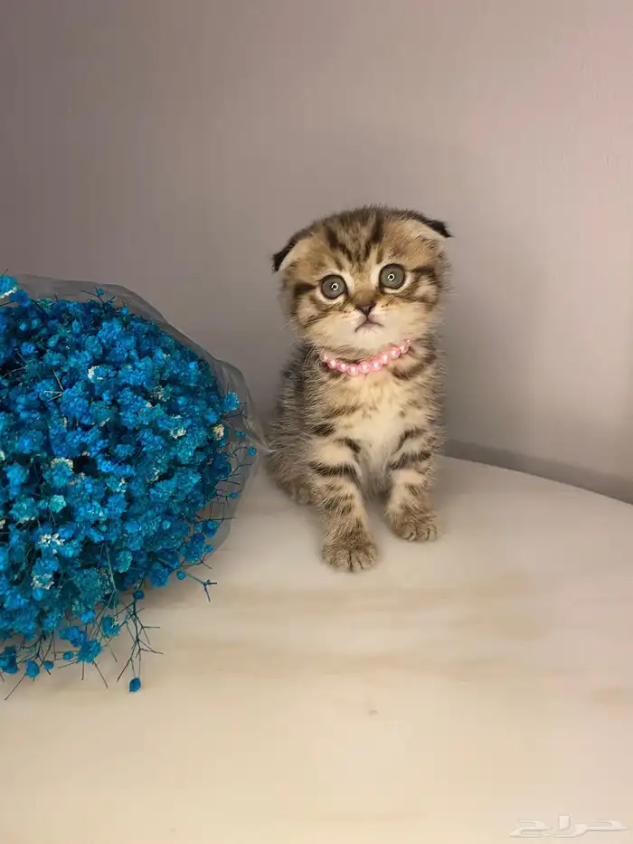 قطط سكوتش للبيع 2