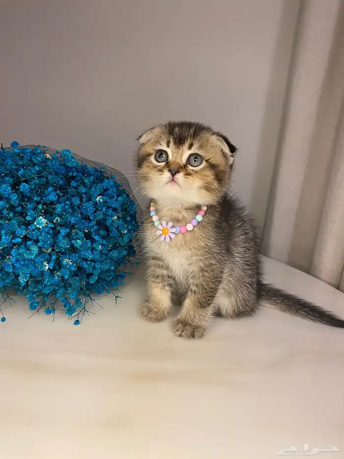 قطط سكوتش للبيع 3