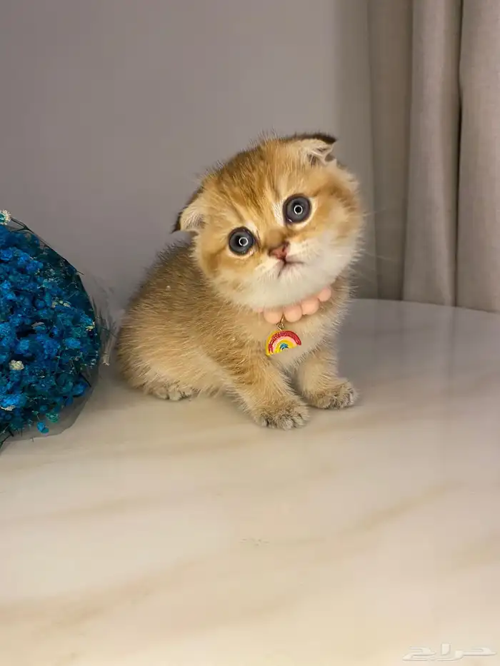 قطط سكوتش للبيع 0