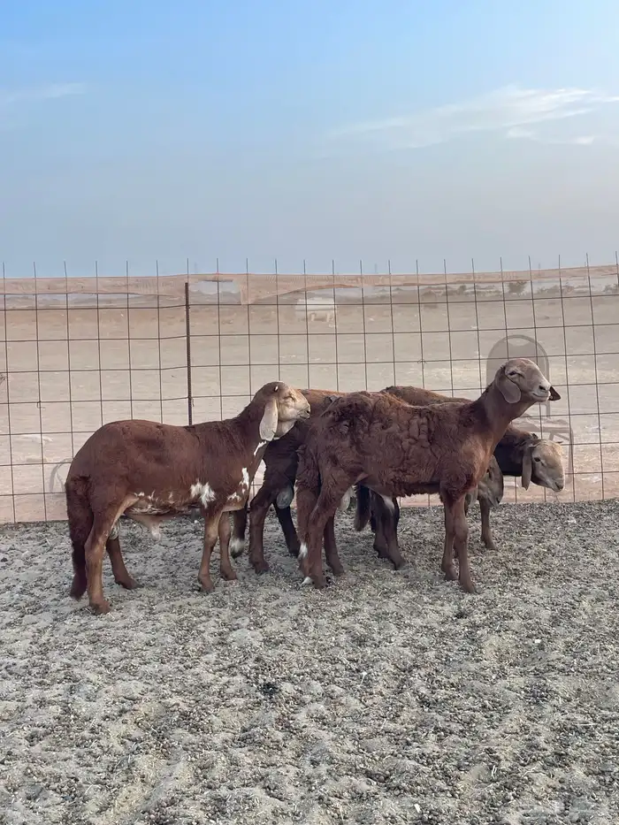 سواكن تربيه فل شحم ماشالله ونظيفه من كل شي 0