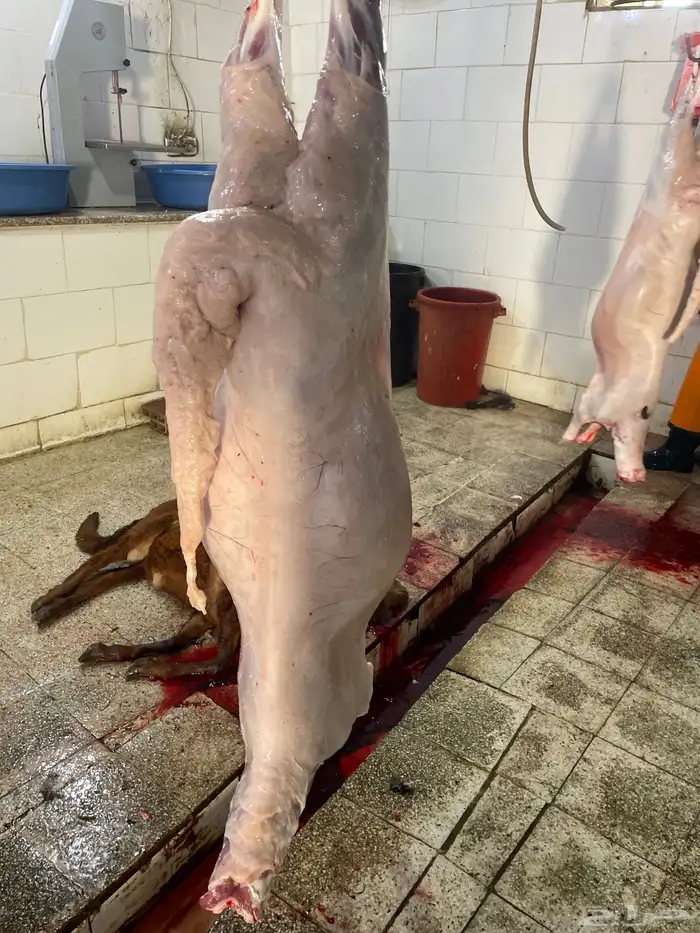 سواكن تربيه فل شحم ماشالله ونظيفه من كل شي 6