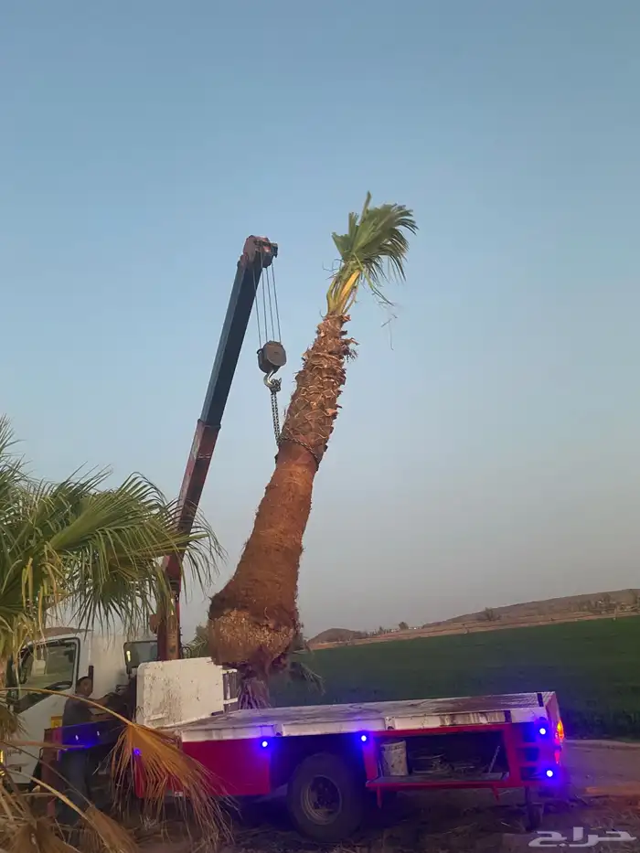 نخل واشنطني زينه 13