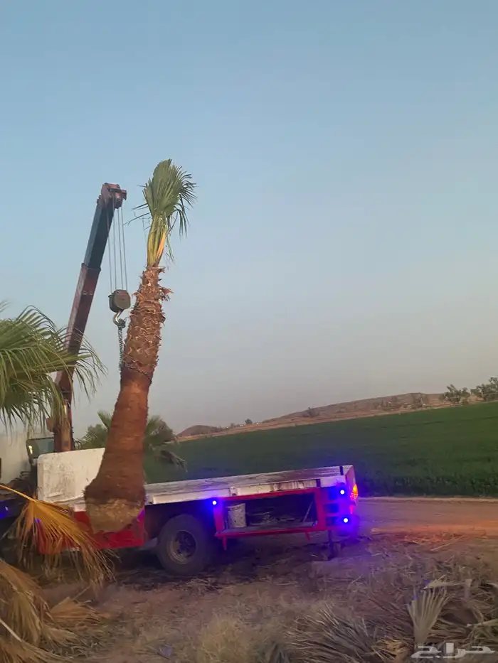 نخل واشنطني زينه 10