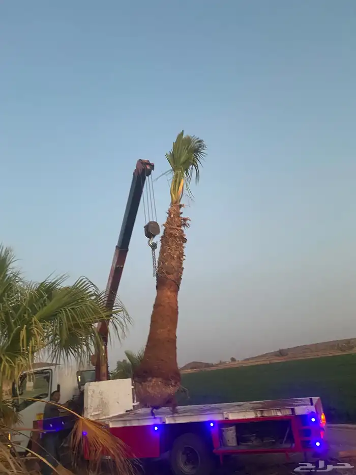 نخل واشنطني زينه 11