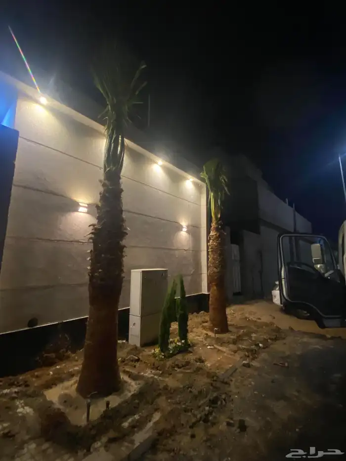 نخل واشنطني زينه 1