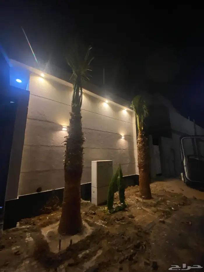 نخل واشنطني زينه 6