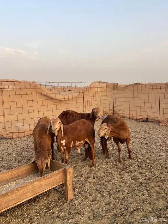 سواكن تربيه فل شحم ماشالله ونظيفه من كل شي 1