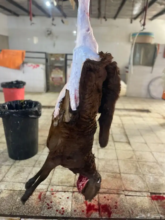 سواكن تربيه فل شحم ماشالله ونظيفه من كل شي 3