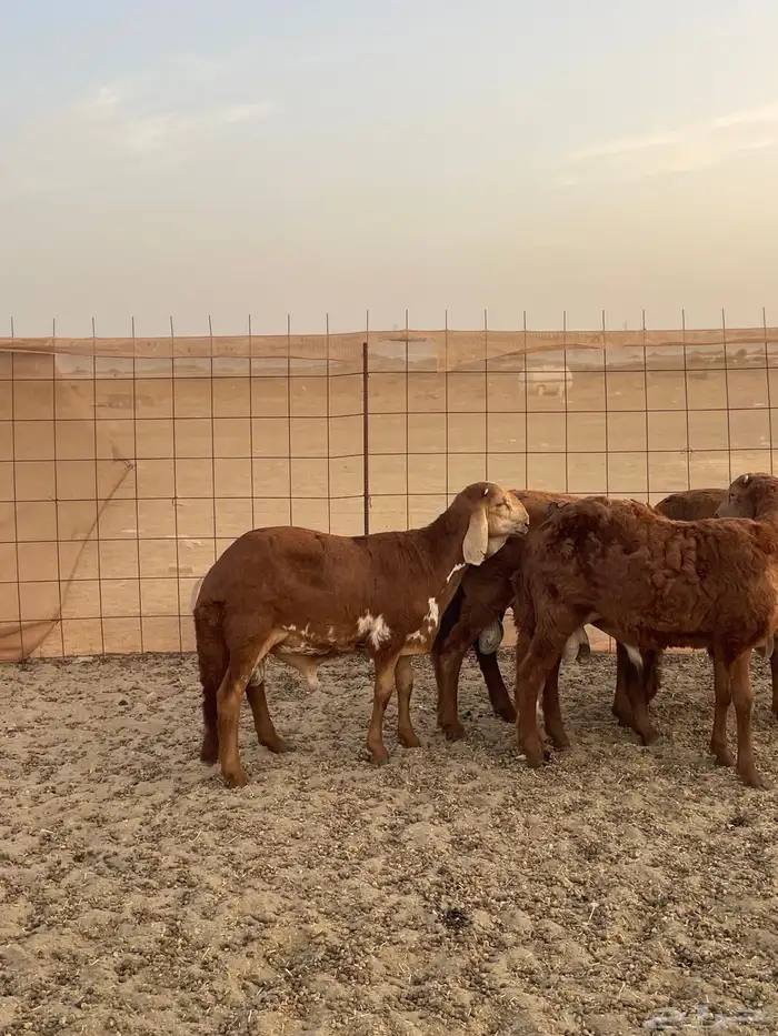 سواكن تربيه فل شحم ماشالله ونظيفه من كل شي 2