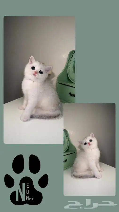سكوتش فولد قطط للبيع ابها شيرازي انثى ذكر كيتن قطه بسه بيكي 6