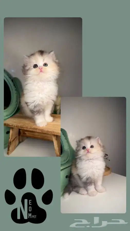 سكوتش فولد قطط للبيع ابها شيرازي انثى ذكر كيتن قطه بسه بيكي 5