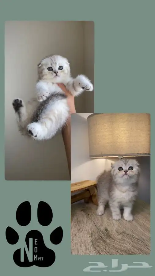 بيرشن هاف بيكي فيس سكوتش فولد انثى ذكر بسه قطوه قطه شيرازي 2