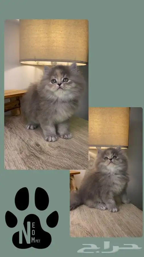 بيرشن هاف بيكي فيس سكوتش فولد انثى ذكر بسه قطوه قطه شيرازي 5