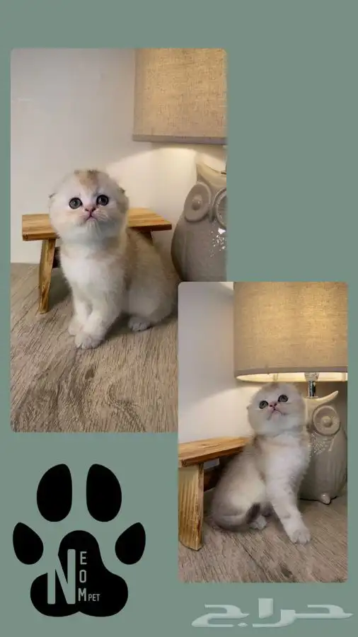 بيرشن هاف بيكي فيس سكوتش فولد انثى ذكر بسه قطوه قطه شيرازي 4