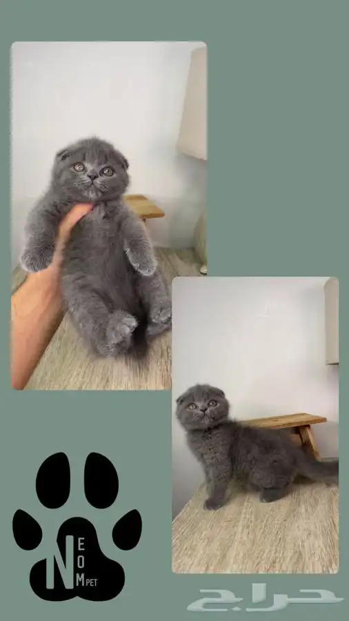 بيرشن هاف بيكي فيس سكوتش فولد انثى ذكر بسه قطوه قطه شيرازي 7