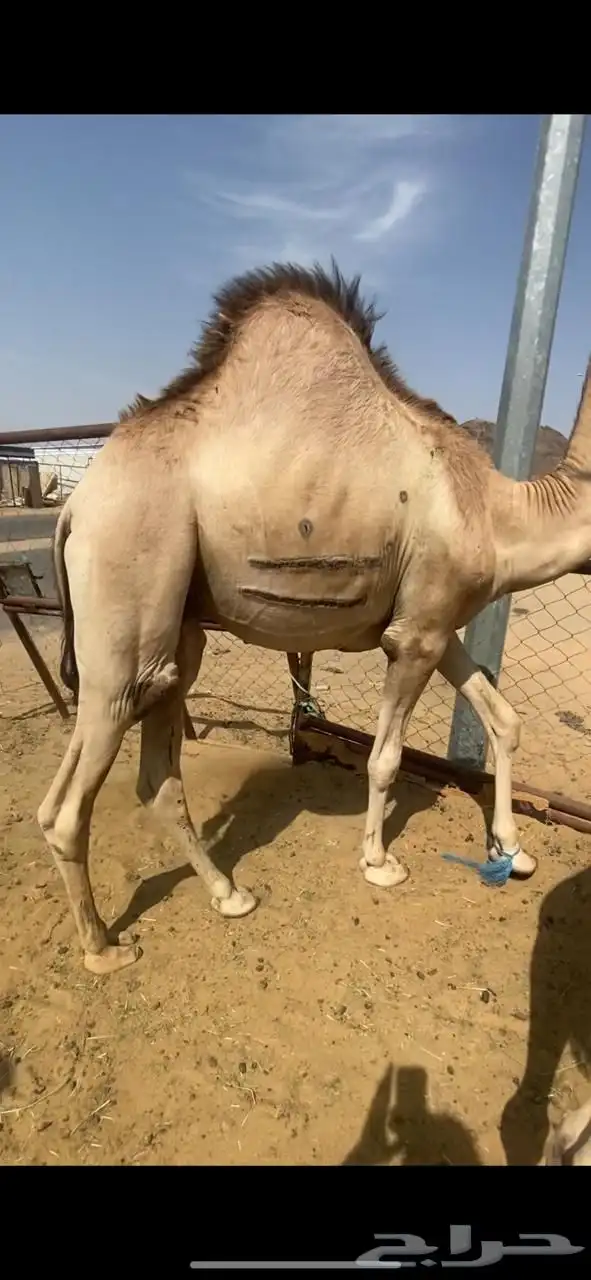 للبيع القعدان الكفو للمبادي وزواجات لحم كفو ابيض 0