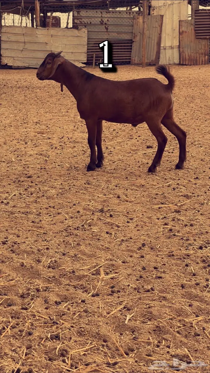 تم البيع مشاريع فحول محايلي دهم انتاج ولد كلهاري 0