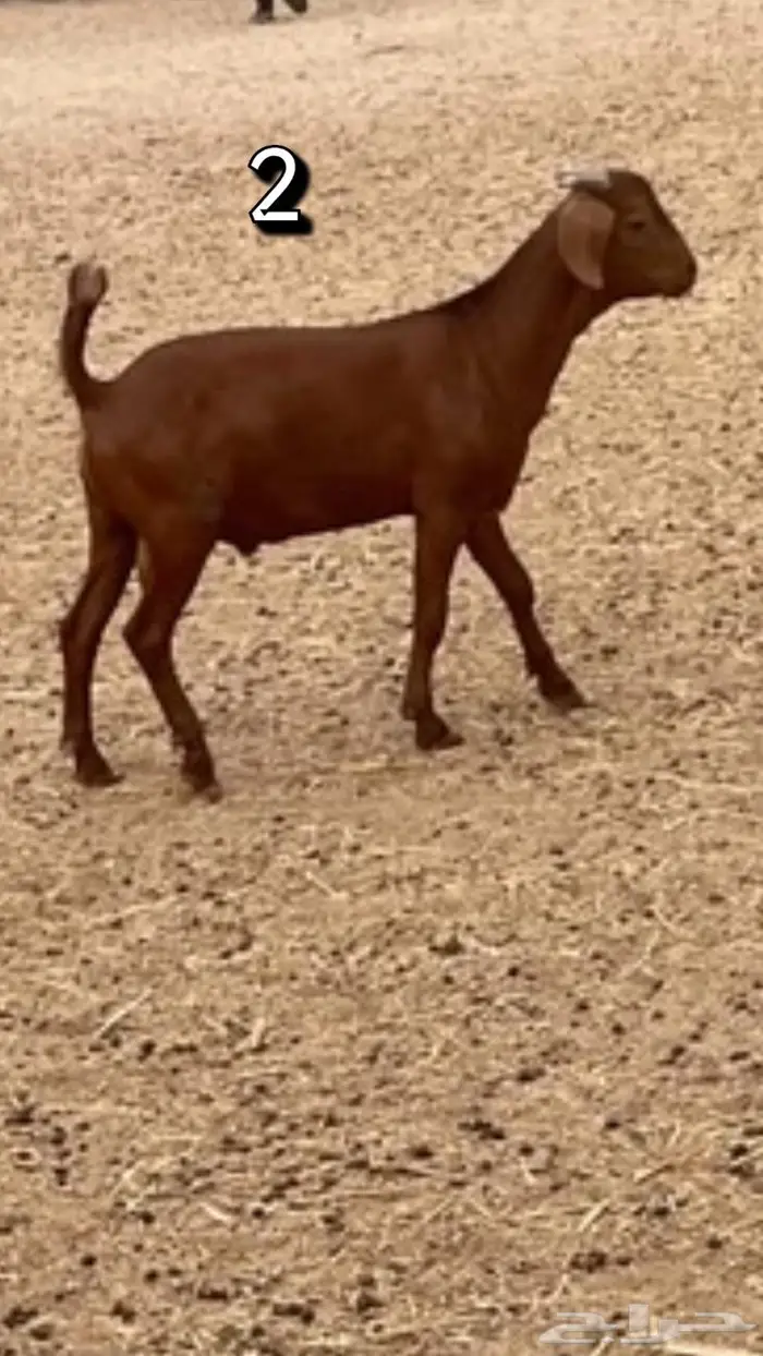 تم البيع مشاريع فحول محايلي دهم انتاج ولد كلهاري 3