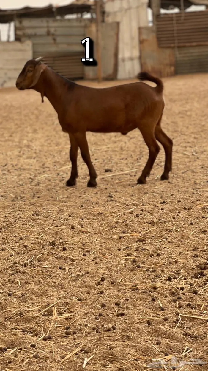 تم البيع مشاريع فحول محايلي دهم انتاج ولد كلهاري 1