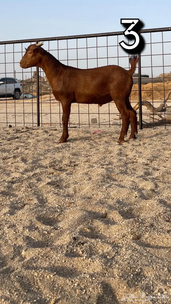 تم البيع مشاريع فحول محايلي دهم انتاج ولد كلهاري 5