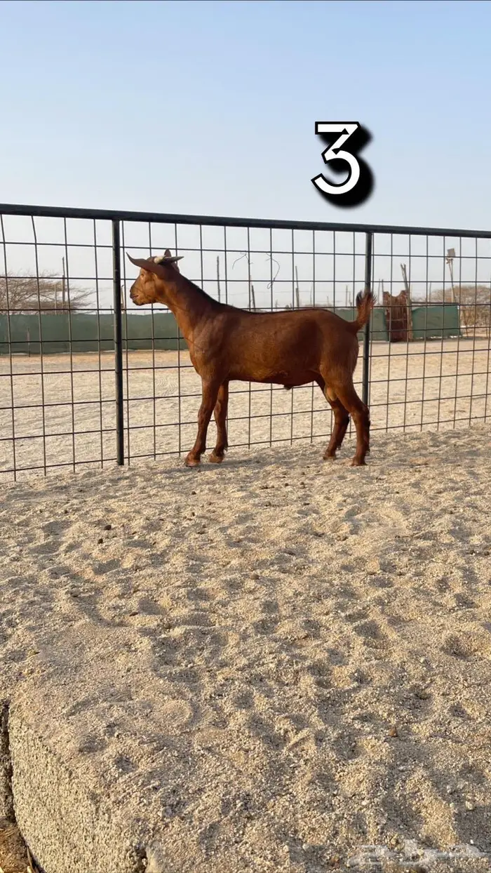 تم البيع مشاريع فحول محايلي دهم انتاج ولد كلهاري 4