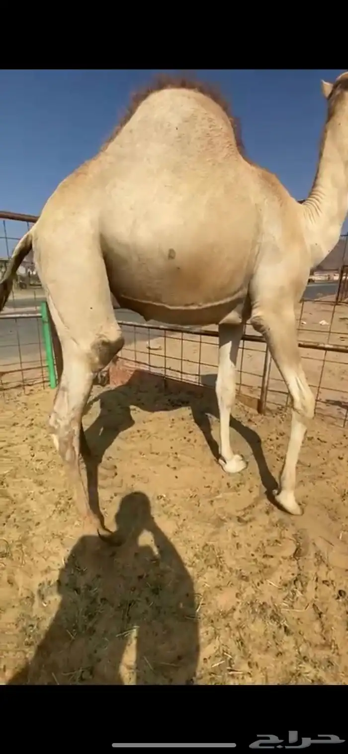 للبيع القعدان الكفو للمبادي وزواجات لحم كفو ابيض 3