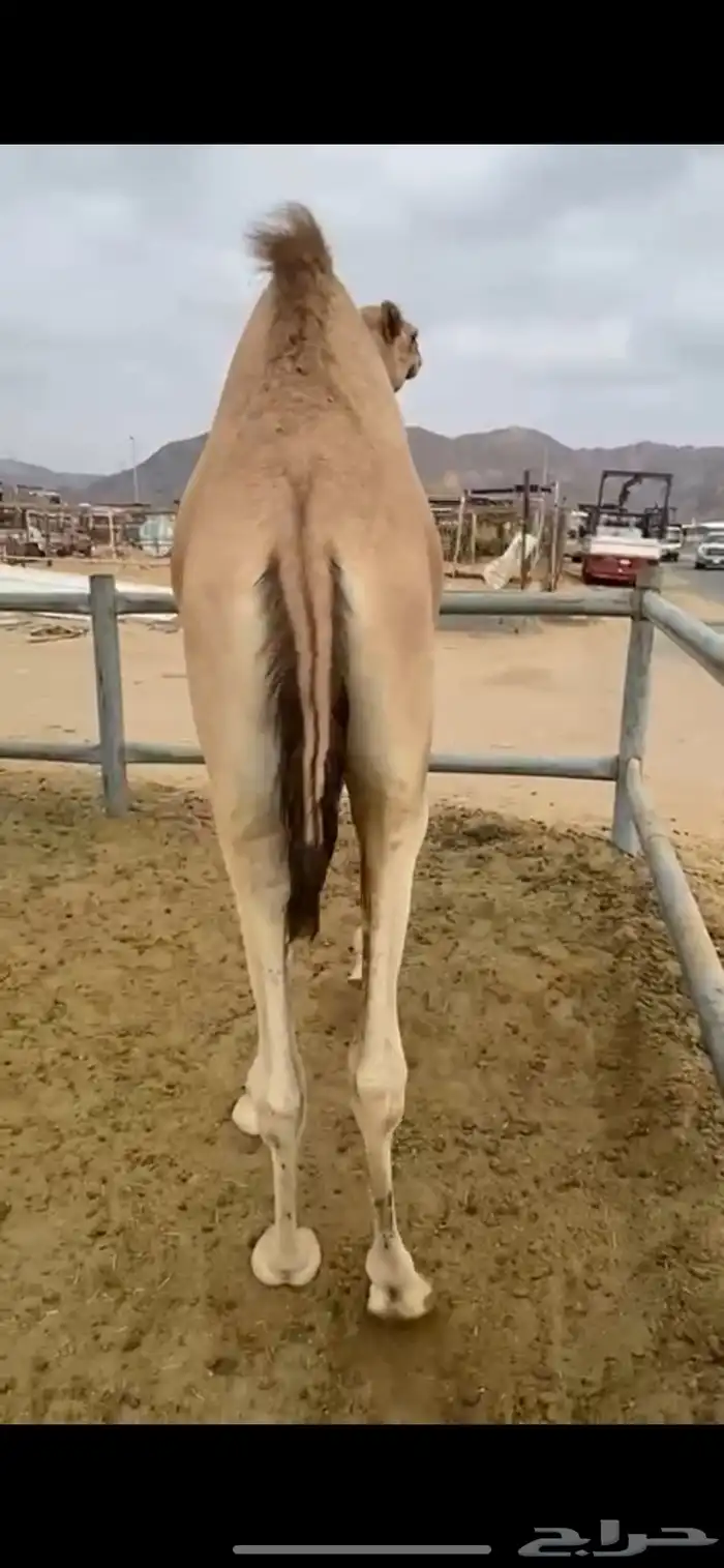 للبيع القعدان الكفو للمبادي وزواجات لحم كفو ابيض 4