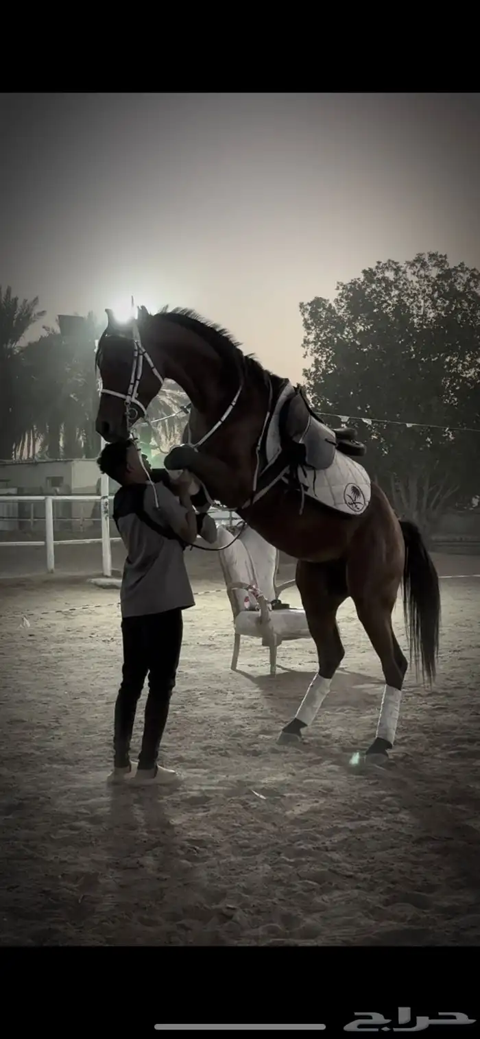 استعراض خيل 1