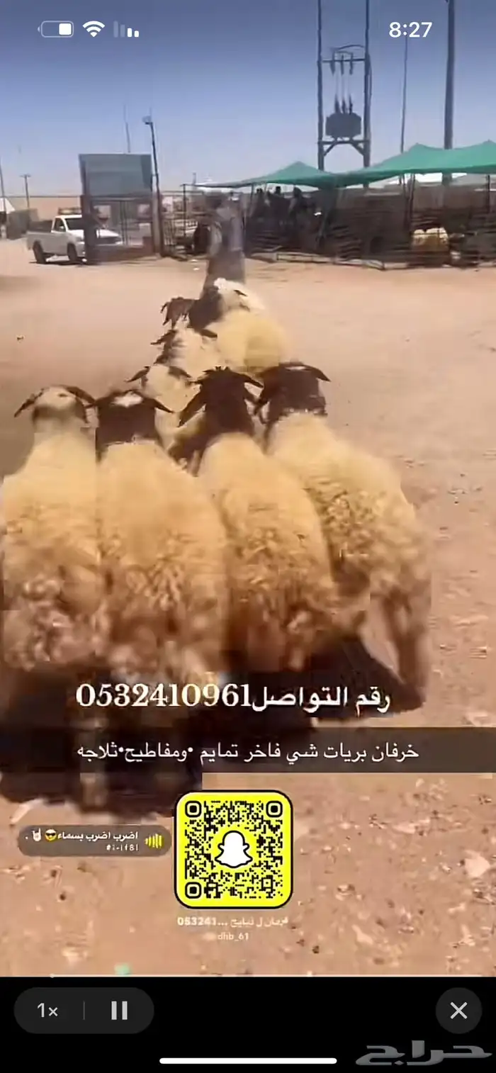 ذبايح عرعر 5