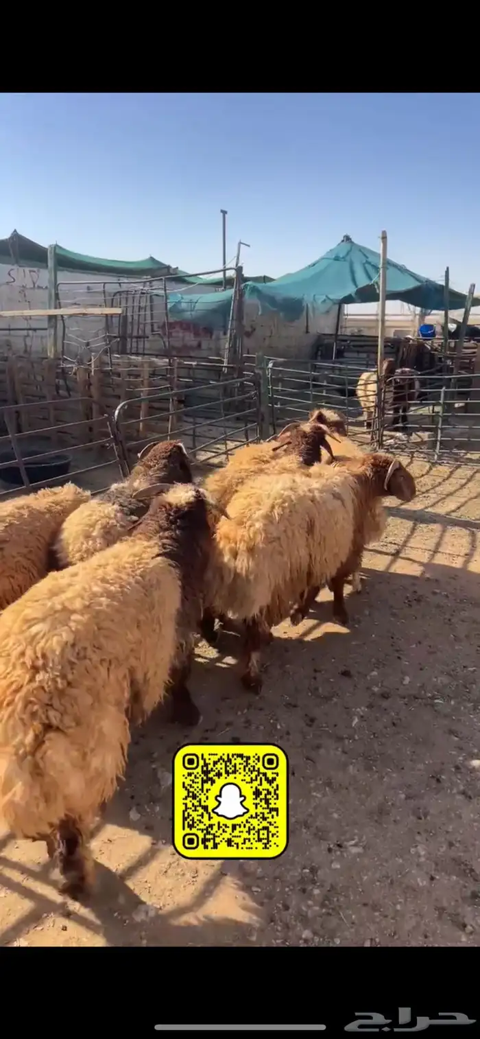 ذبايح عرعر 2
