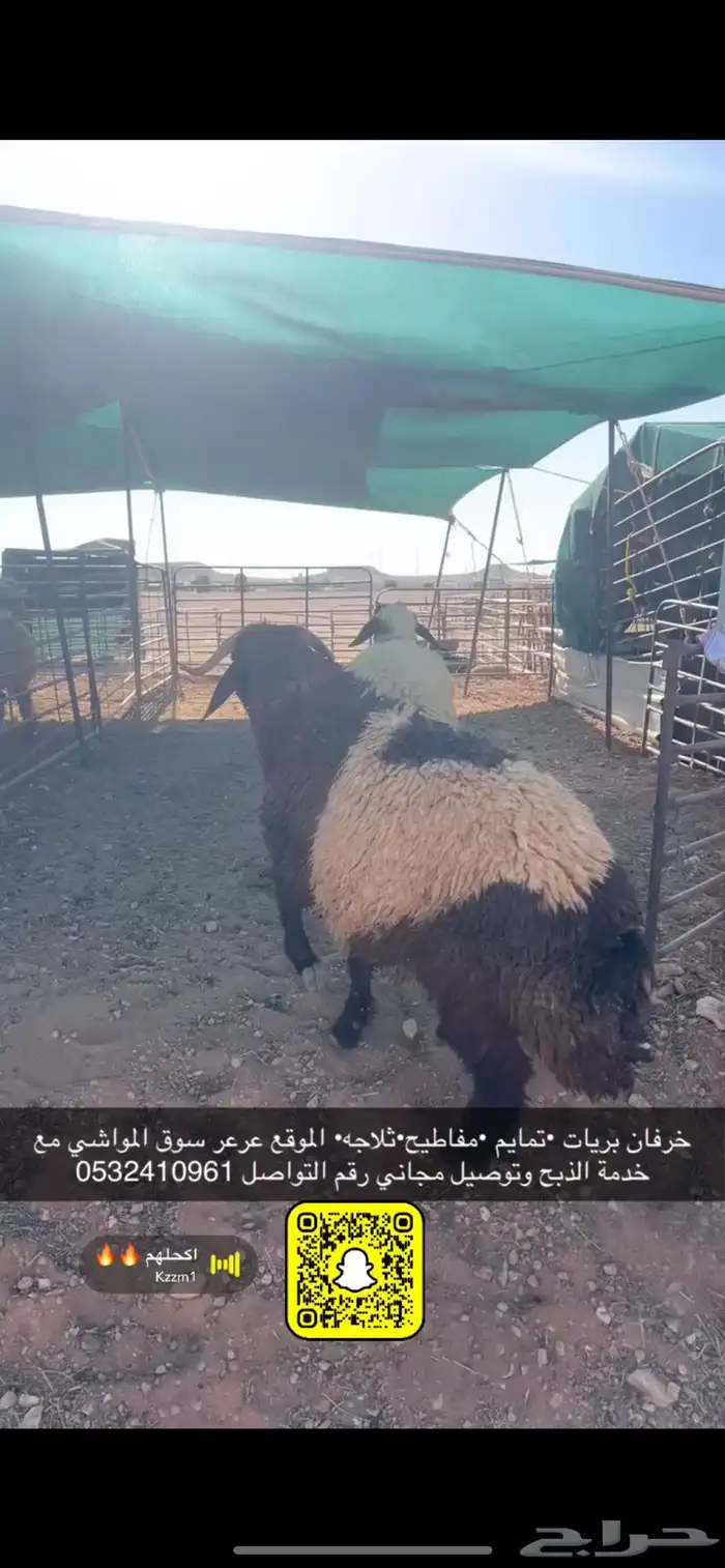 ذبايح عرعر 3