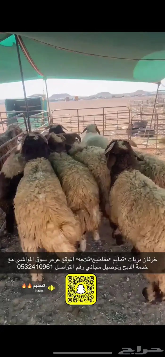 ذبايح عرعر 0