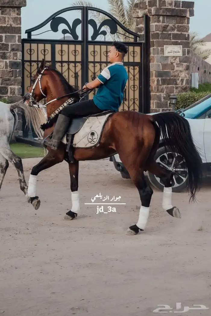 استعراض خيل 0