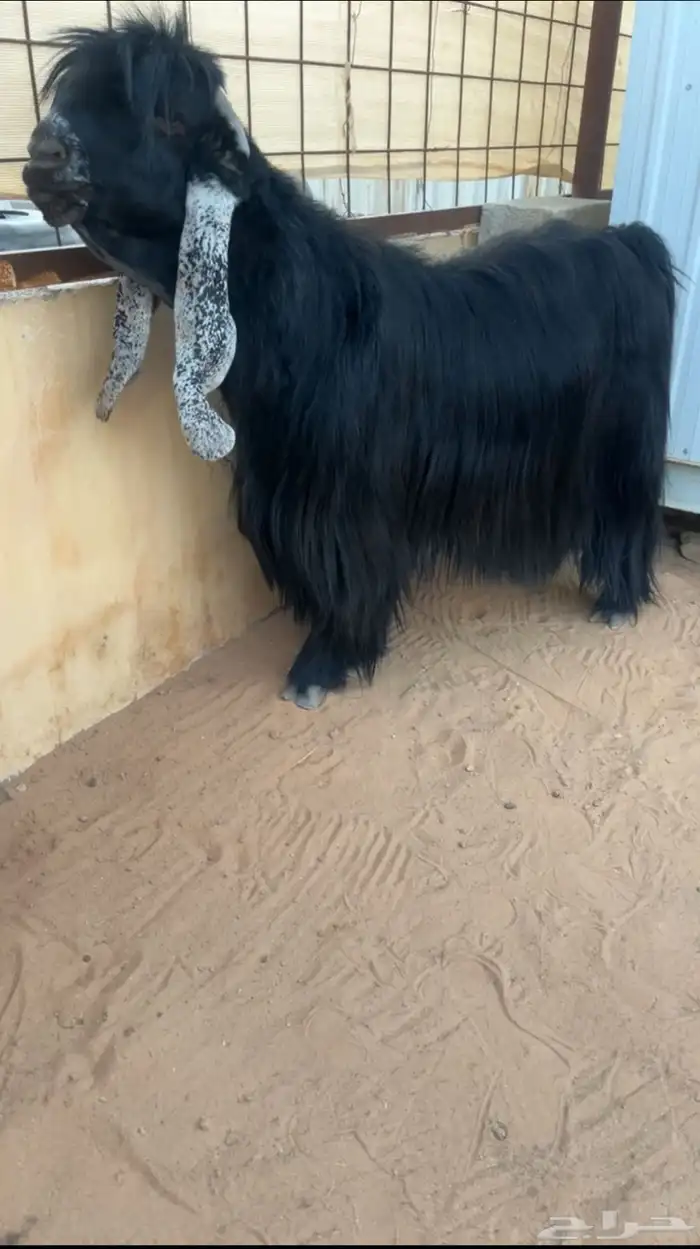 تيس عارضي فحل منتج صنف تم البيع 0