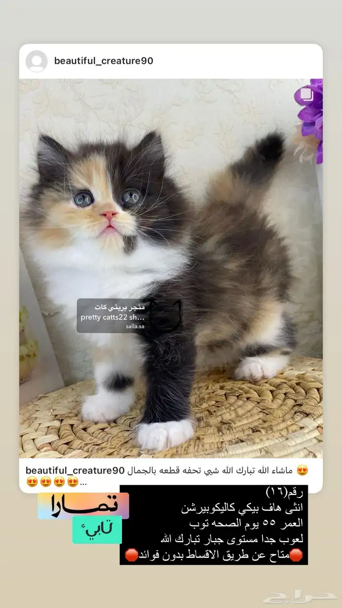 قطط شيرازي هملايا بيكي فيس هاف بيكي قطه قطوه قطو قط كيتن بس 1