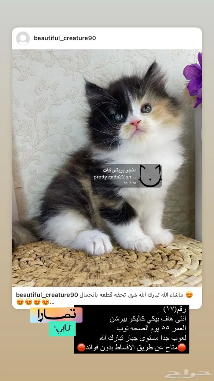 قطط شيرازي هملايا بيكي فيس هاف بيكي قطه قطوه قطو قط كيتن بس 4