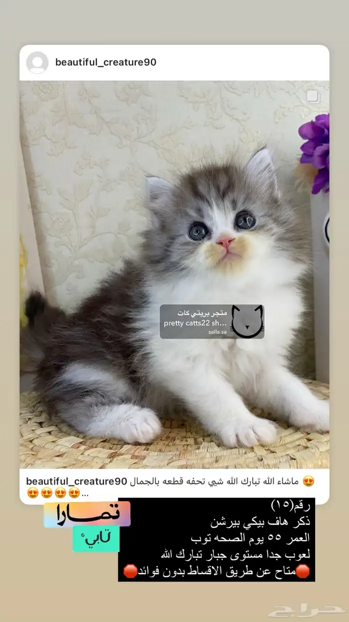 قطط شيرازي هملايا بيكي فيس هاف بيكي قطه قطوه قطو قط كيتن بس 0