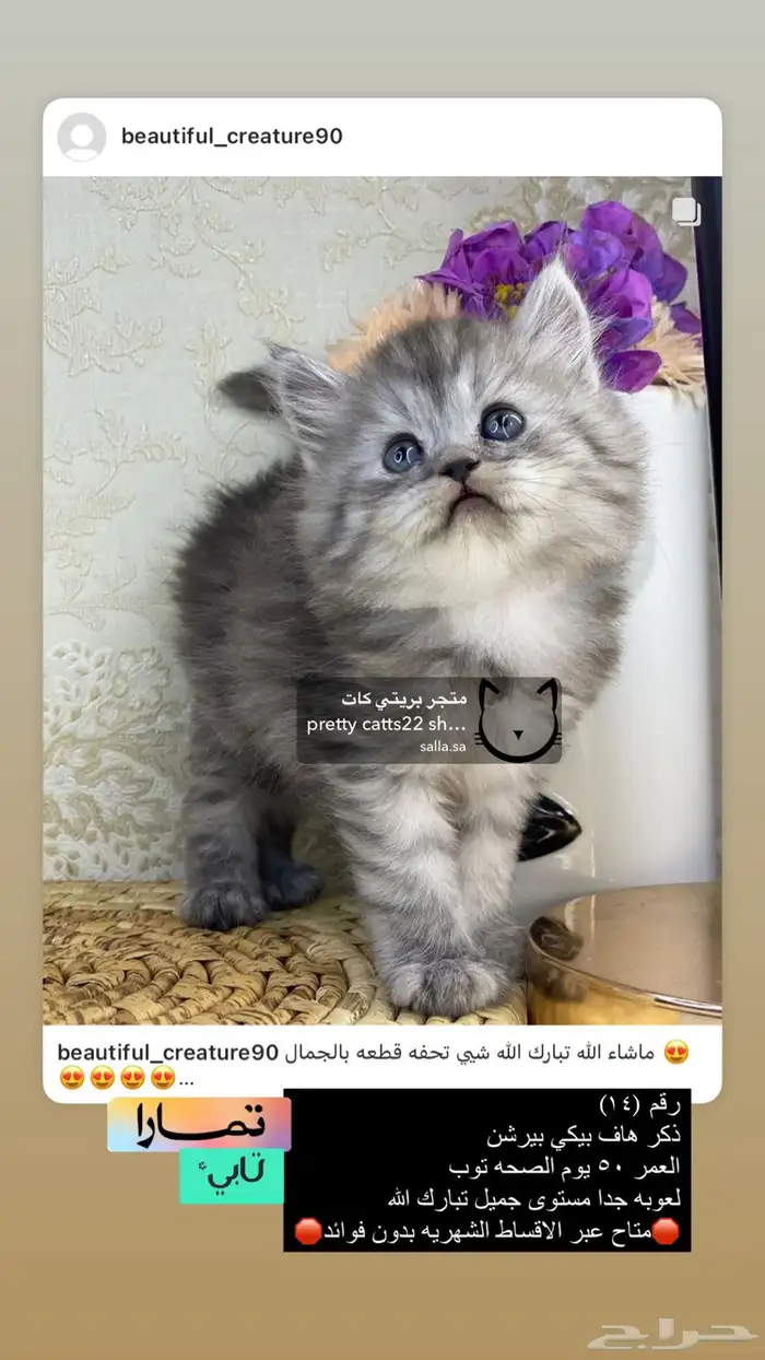 قطط شيرازي هملايا بيكي فيس هاف بيكي قطه قطوه قطو قط كيتن بس 2