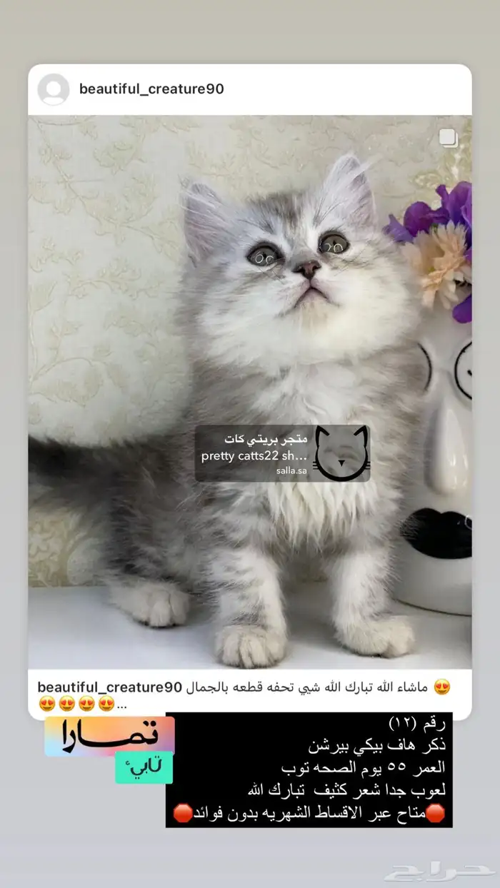 قطط شيرازي هملايا بيكي فيس هاف بيكي قطه قطوه قطو قط كيتن بس 6