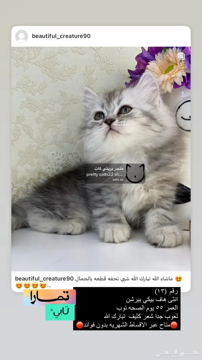 قطط شيرازي هملايا بيكي فيس هاف بيكي قطه قطوه قطو قط كيتن بس 3