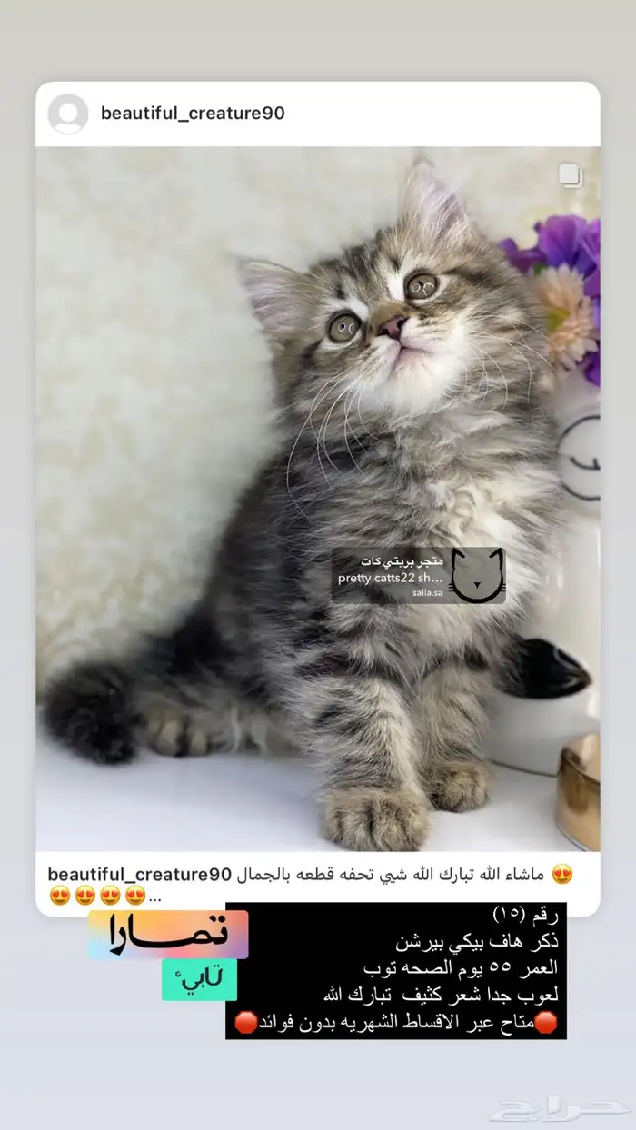 قطط شيرازي هملايا بيكي فيس هاف بيكي قطه قطوه قطو قط كيتن بس 5