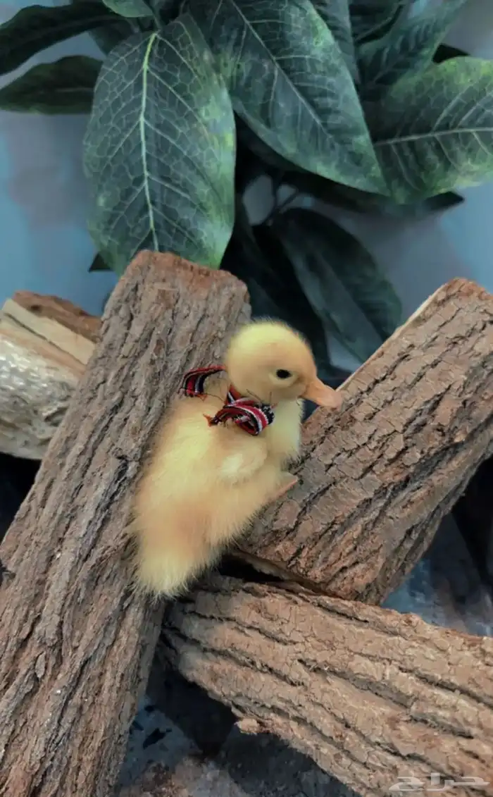 متجر بط Modi Birds 1