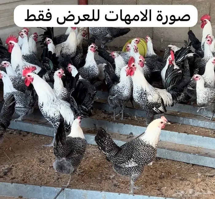 للبيع صوص فيومي اصل سوبر جامبو 1