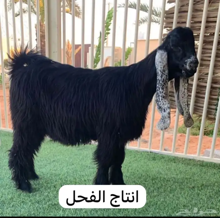 تيس عارضي فحل منتج صنف تم البيع 1