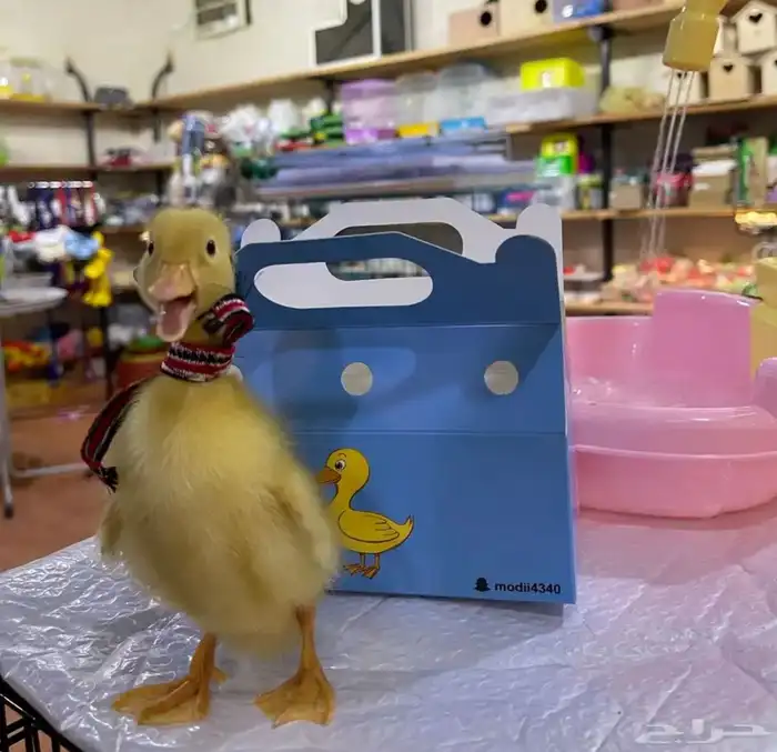 متجر بط Modi Birds 2