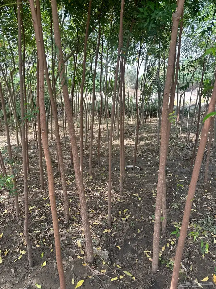 اشجار مشتل 0