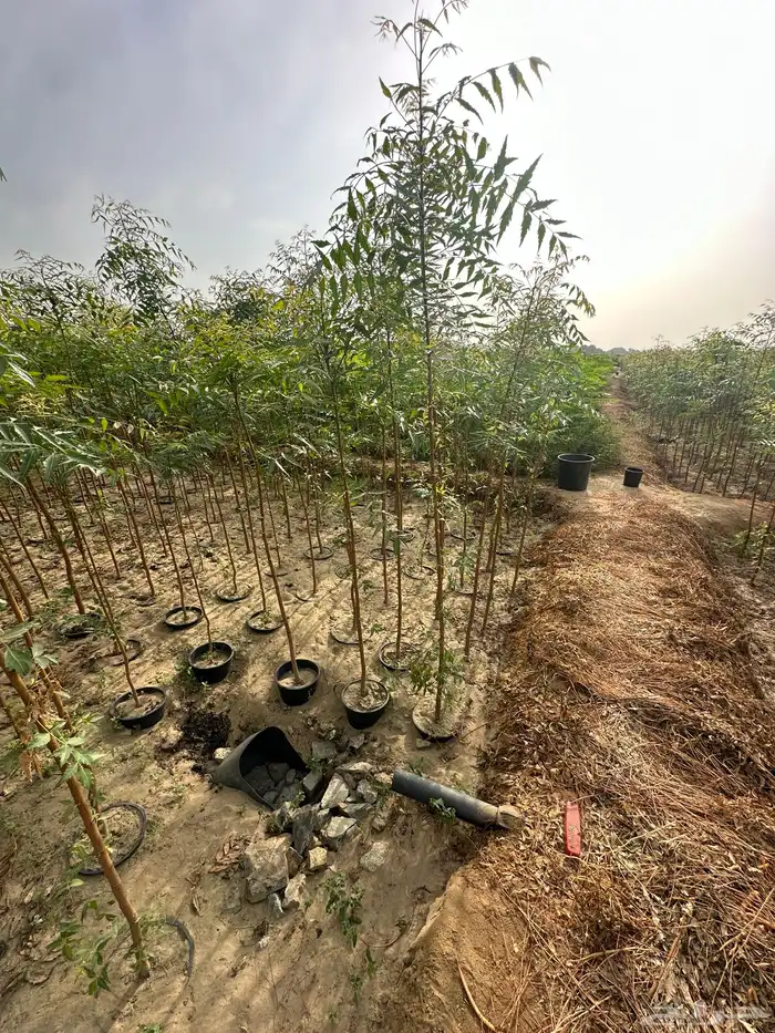 اشجار مشتل 2