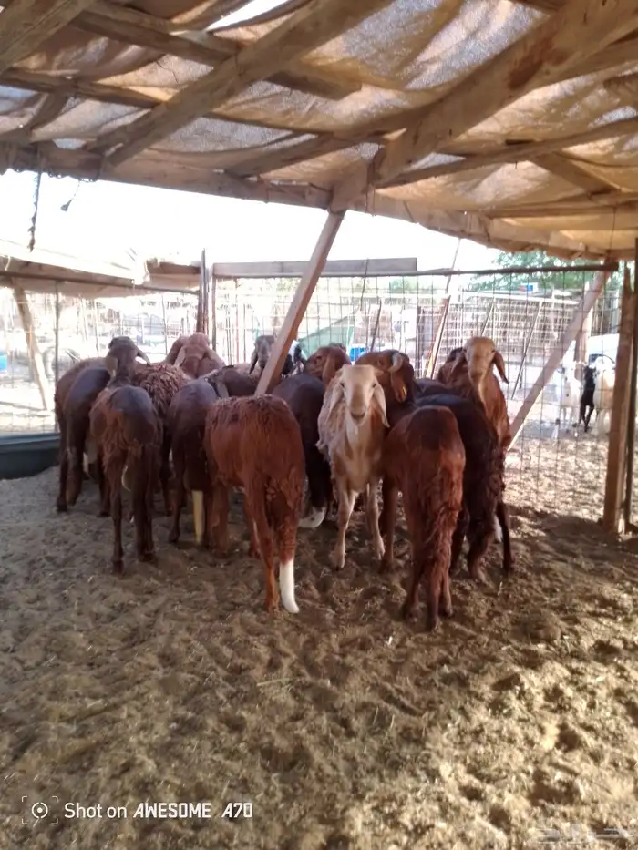 ذبايح حري سواكني حي الحمدانية 0